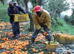 Nasce nella Piana di Gioia Tauro un ostello sociale: ospiterà braccianti impegnati nella raccolta delle arance